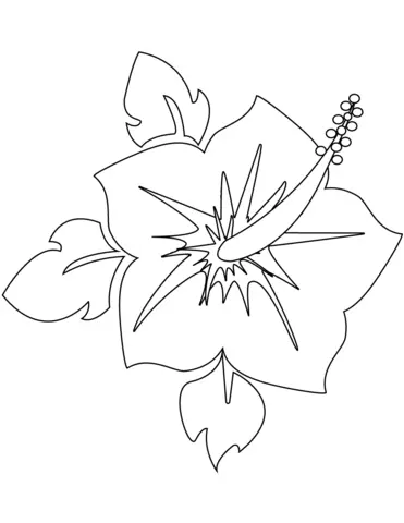 Hibiskus Ausmalbilder 12