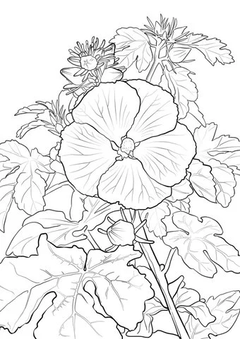 Hibiskus Ausmalbilder 16