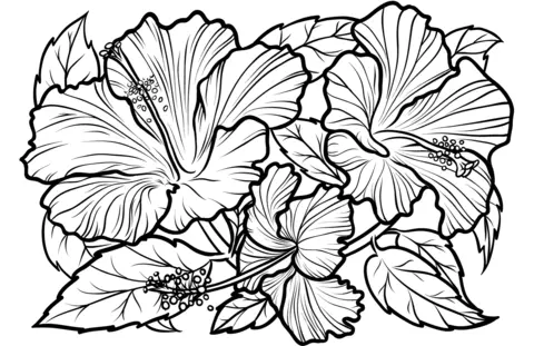 Hibiskus Ausmalbilder 17