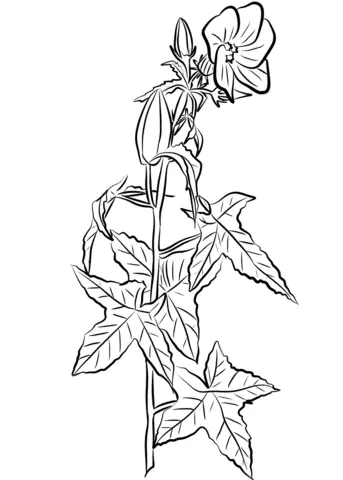 Hibiscus Para Colorear