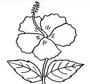 Hibiskus Ausmalbilder 5