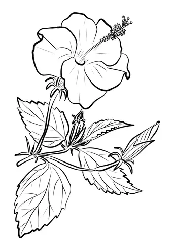 Hibiskus Ausmalbilder 8