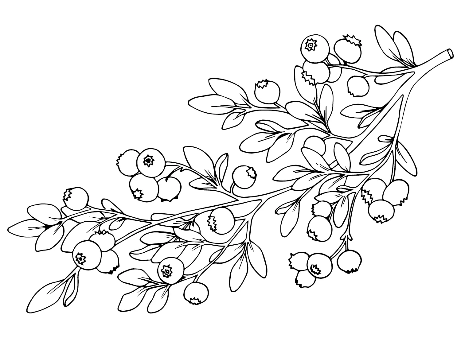 Huckleberry Para Colorear 13