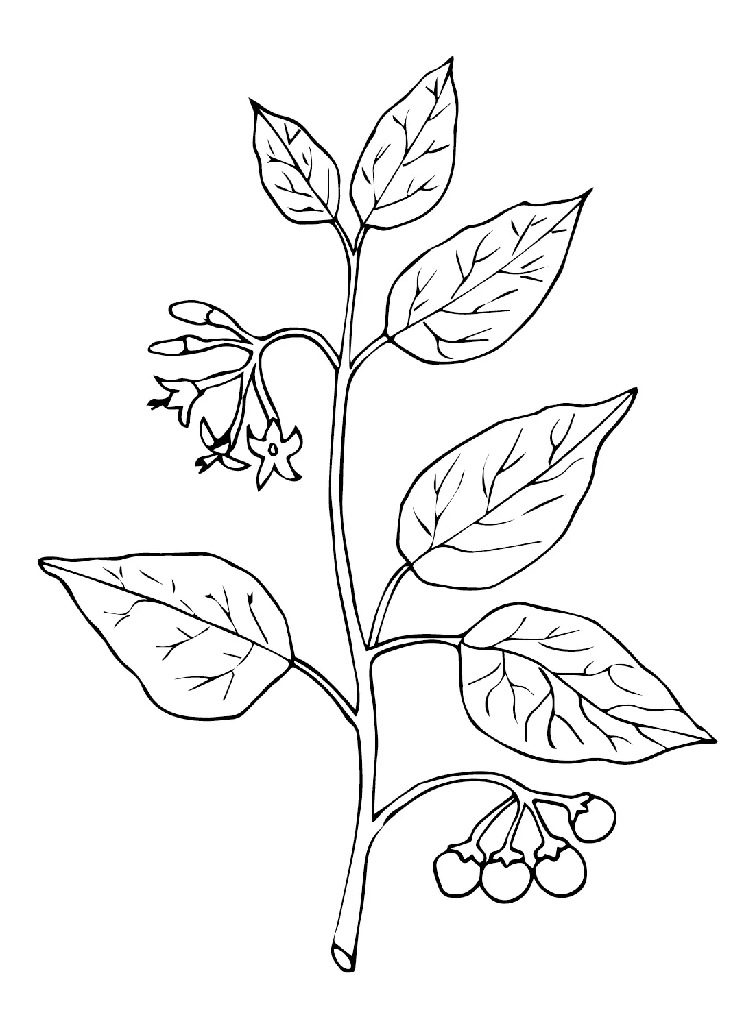 Huckleberry Para Colorear 18