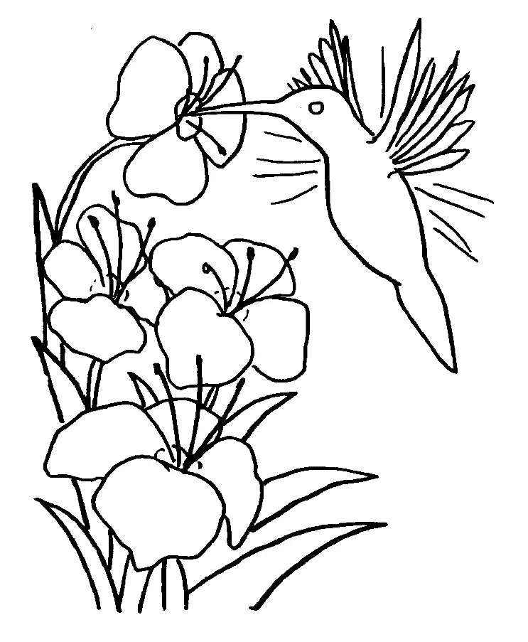 Colibries Para Colorear 14