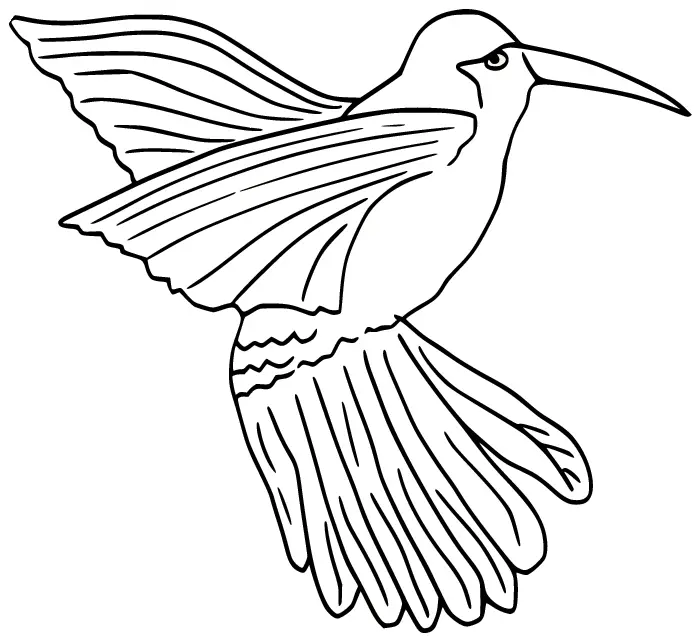 Colibries Para Colorear 20