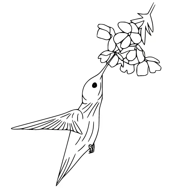 Colibries Para Colorear 23