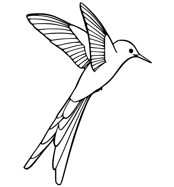 Colibries Para Colorear 29
