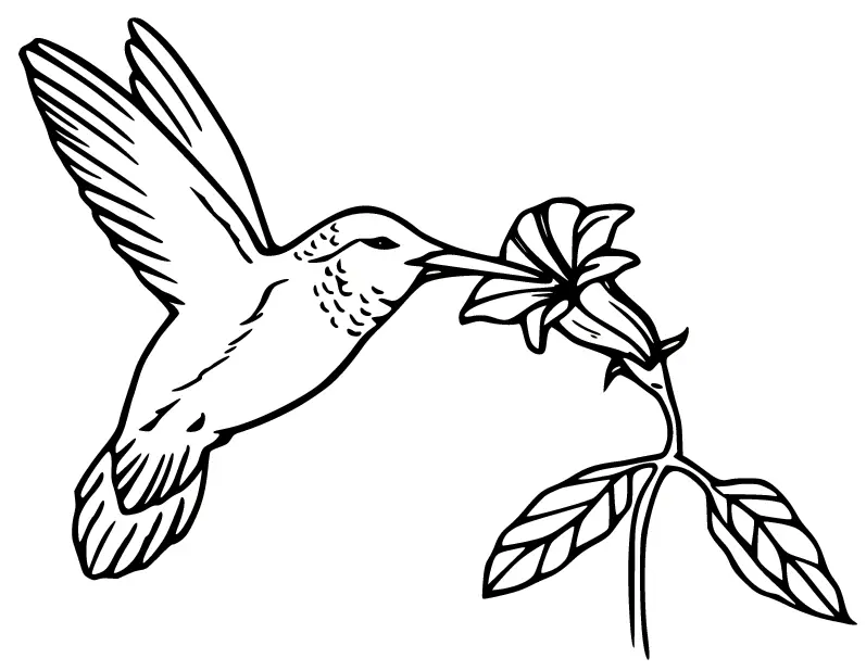 Colibries Para Colorear 41
