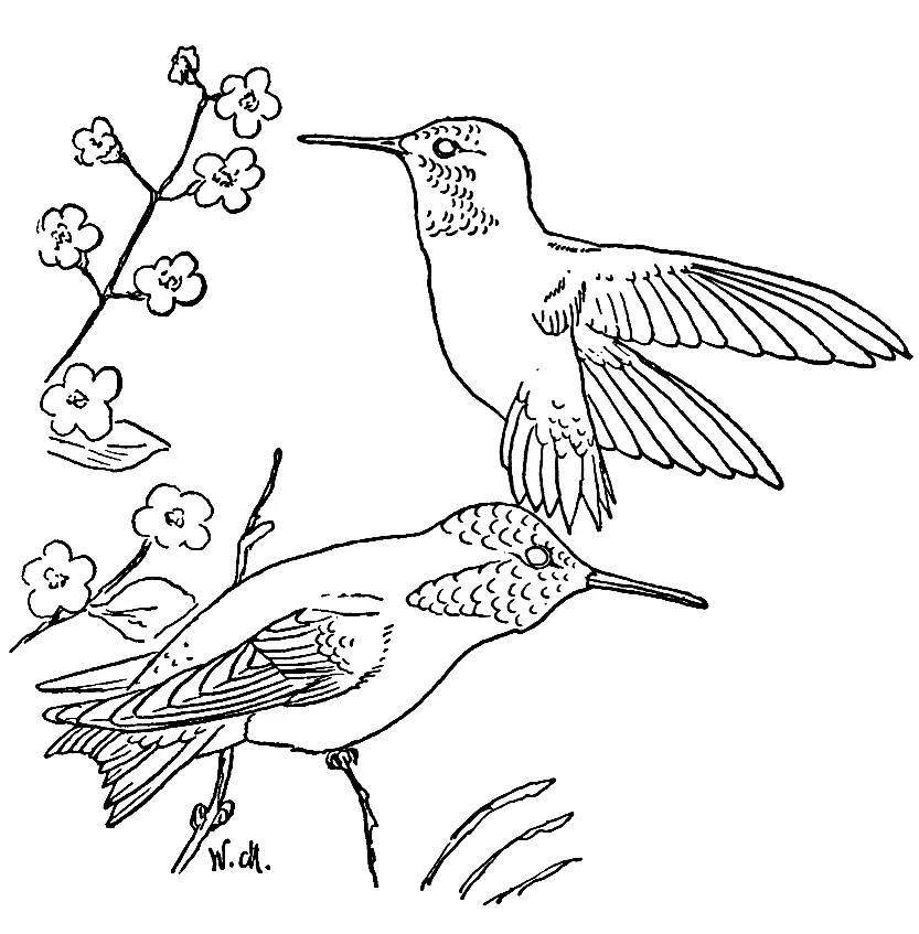 Colibries Para Colorear 44