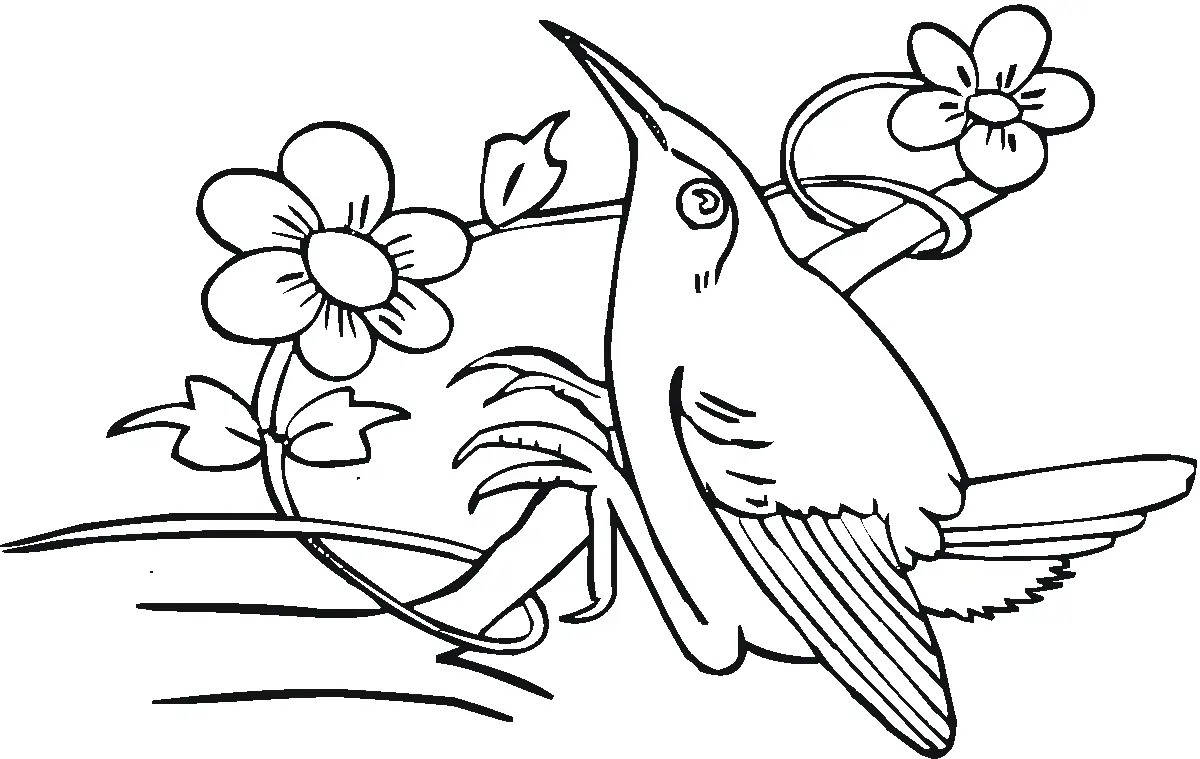 Hummingbird Coloring Pages