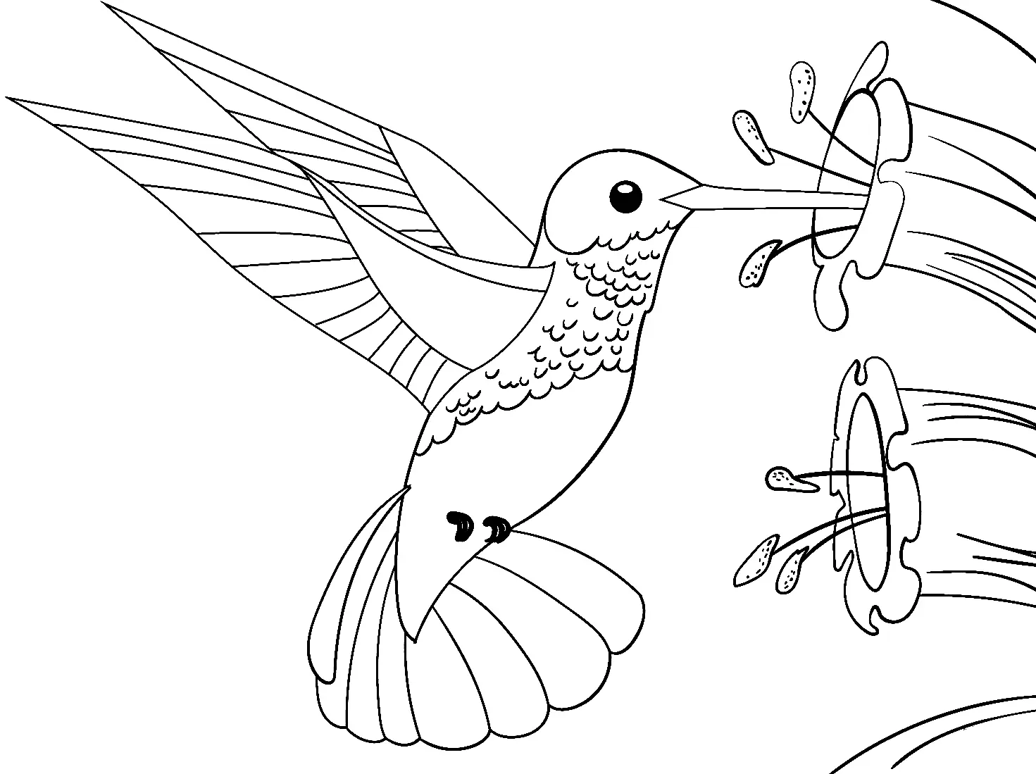Colibries Para Colorear 7