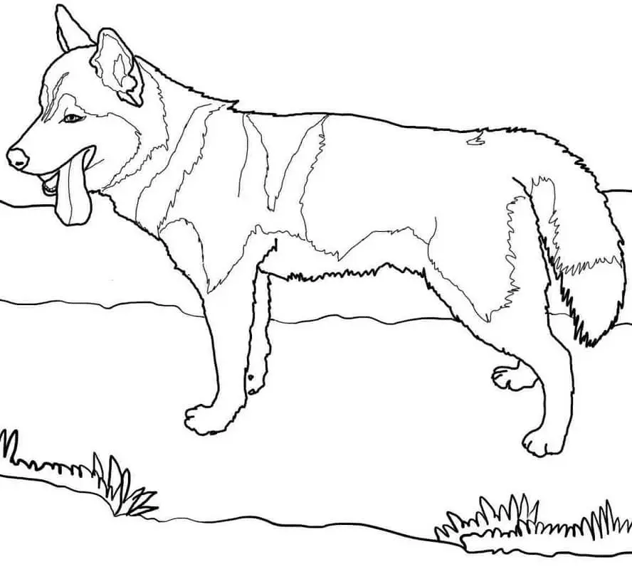 Husky Para Colorear 21