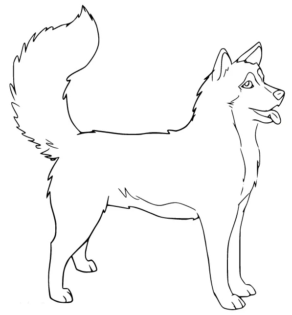 Husky Para Colorear 28