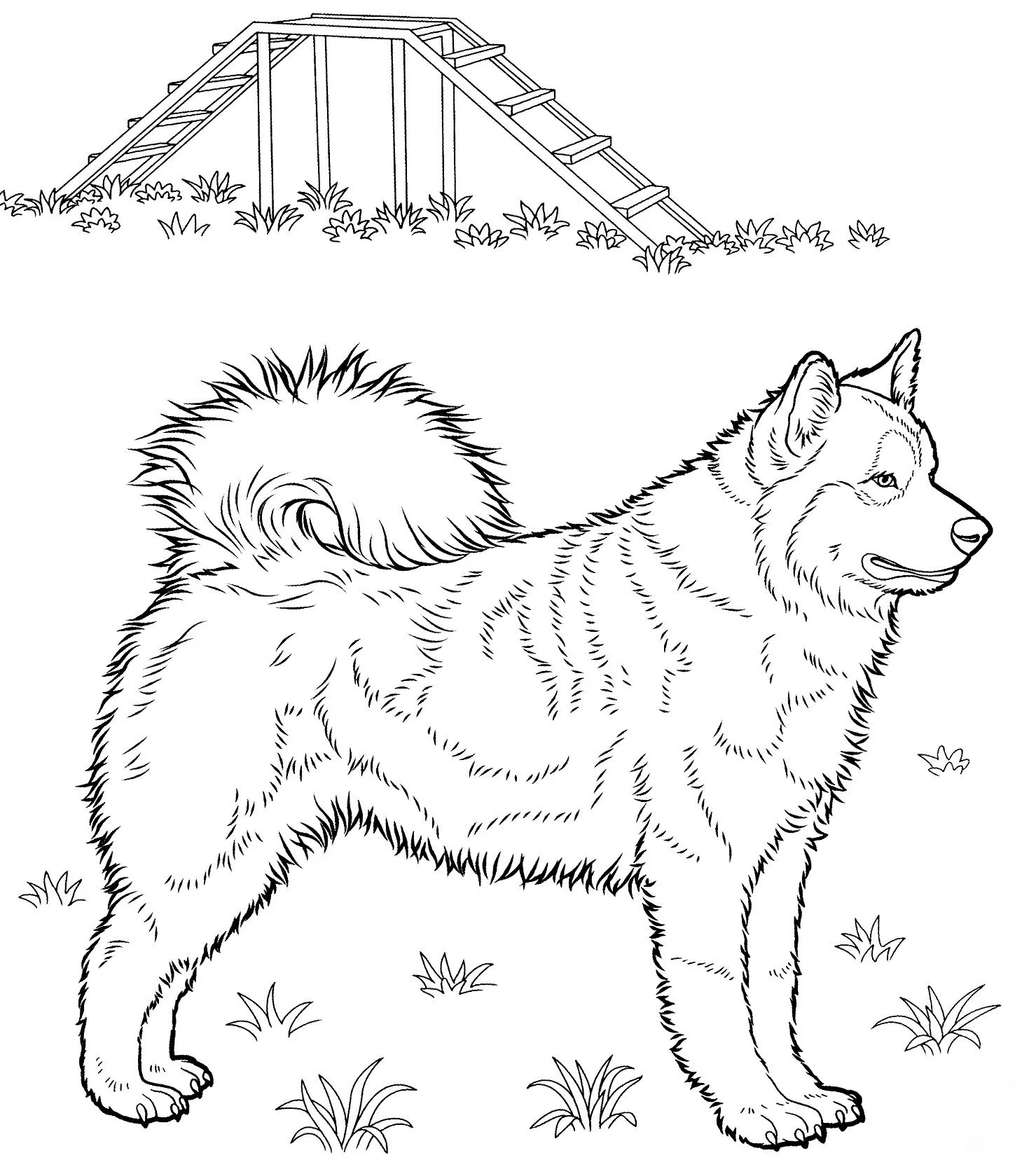 Husky Para Colorear 8
