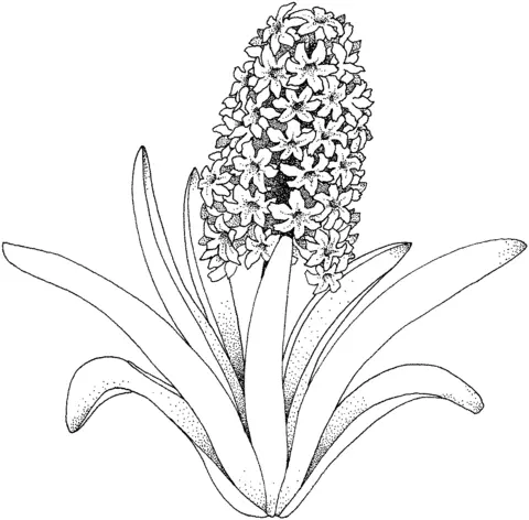 Hyacinthus Ausmalbilder 1