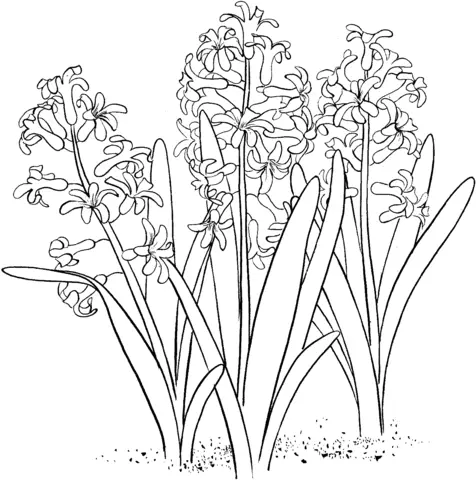 Hyacinthus Ausmalbilder 3