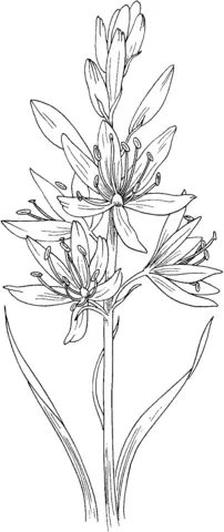 Hyacinthus Ausmalbilder 5