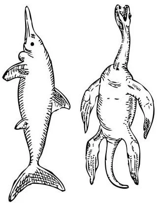 Desenhos de Ictiossauro Para Colorir 13