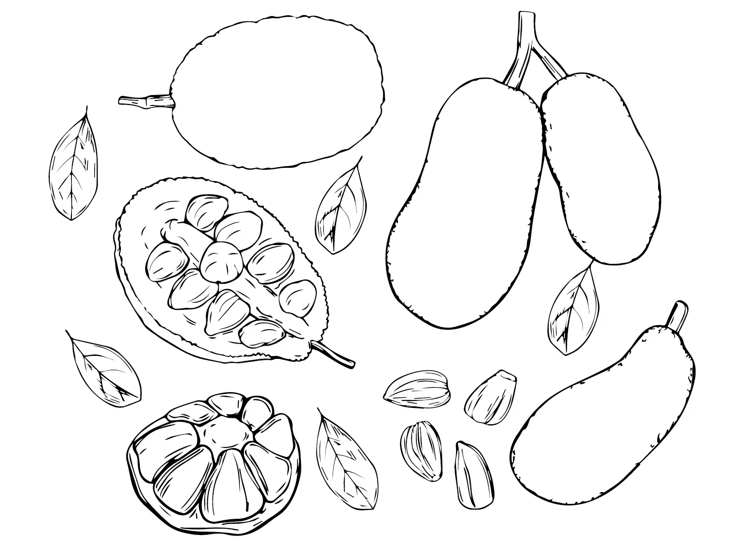 Jackfruit Para Colorear 16