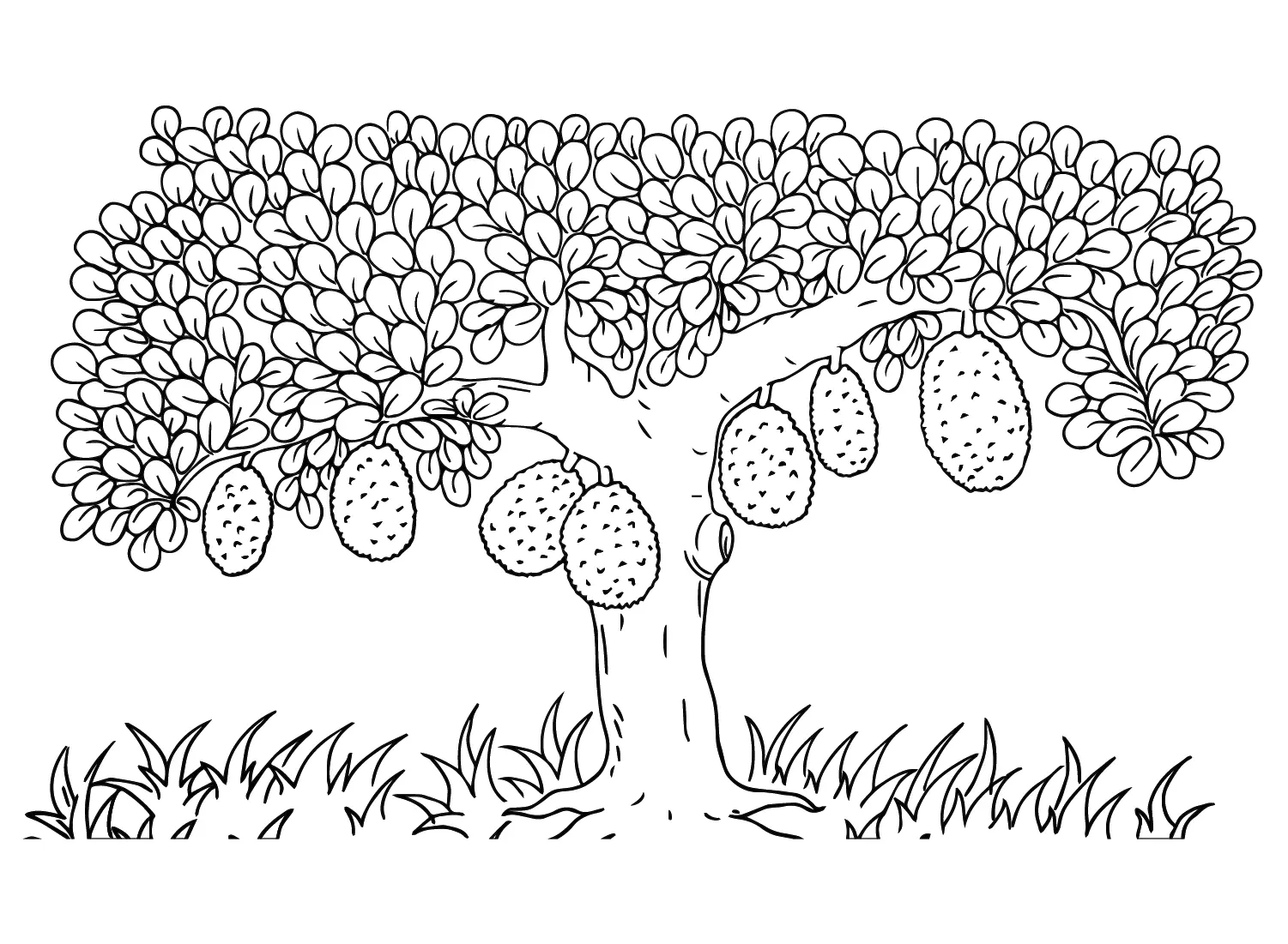 Jackfruit Para Colorear 2