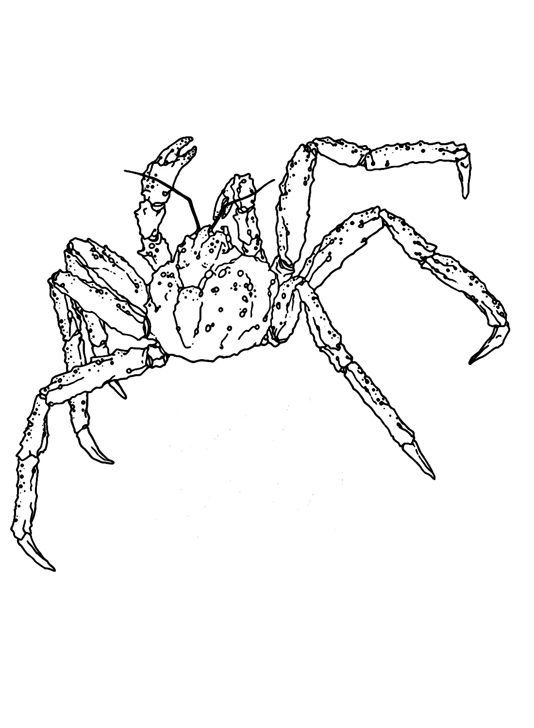 Cangrejo Rey Para Colorear 10