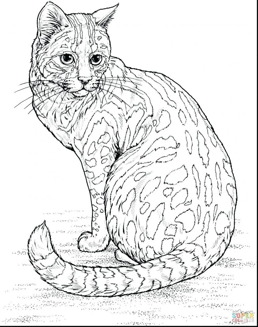 Kittens Coloring Pages 60