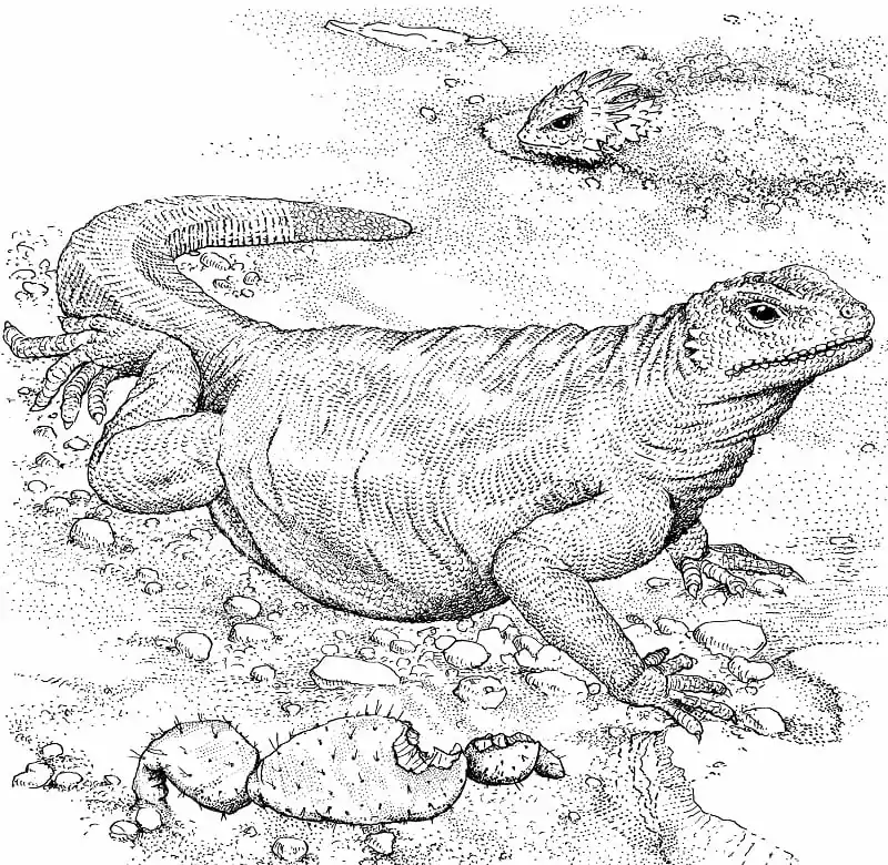 Komodo Dragon Coloring Pages 18