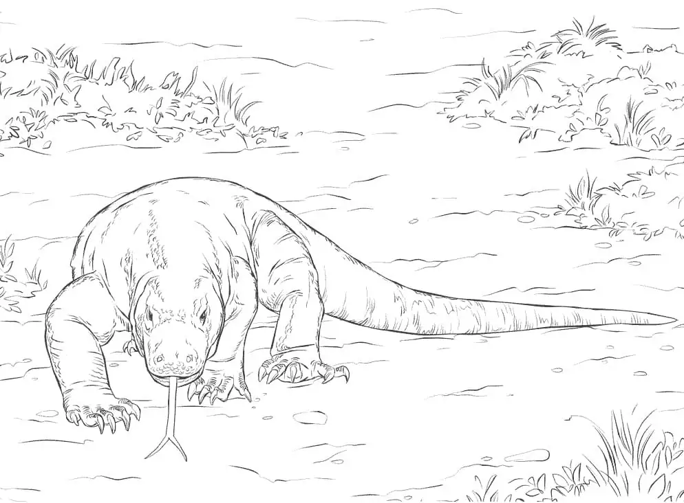 Komodo Dragon Coloring Pages 19