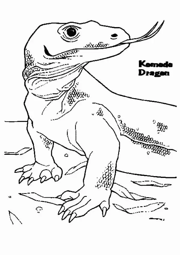 Komodo Dragon Coloring Pages 5