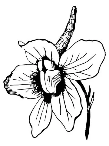 Larkspur Coloring Pages 2
