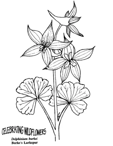 Larkspur Coloring Pages 3