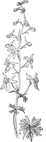 Larkspur Coloring Pages 5