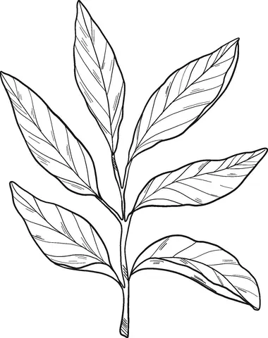 Desenhos de Louro Para Colorir 10