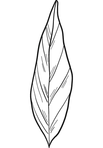 Desenhos de Louro Para Colorir 12
