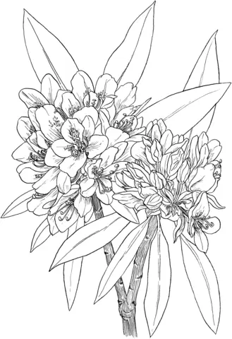 Desenhos de Louro Para Colorir 19