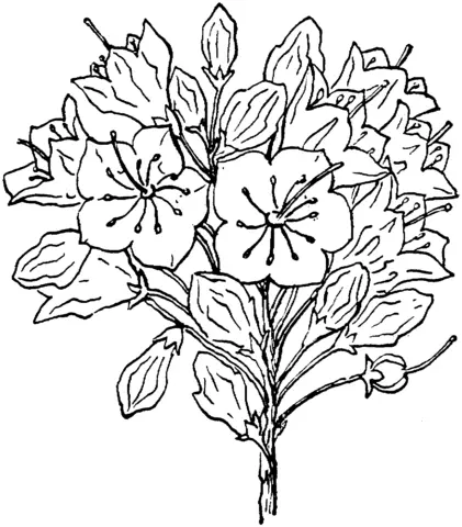 Desenhos de Louro Para Colorir 2