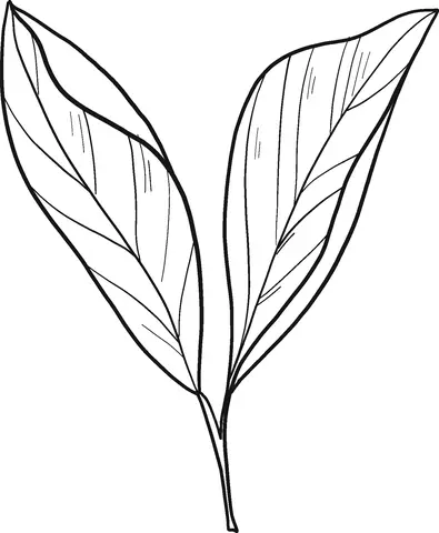 Desenhos de Louro Para Colorir 20