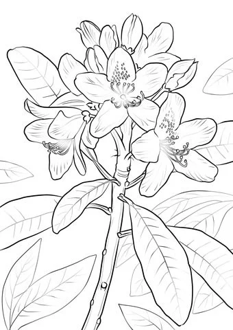 Desenhos de Louro Para Colorir 21