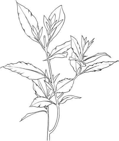 Desenhos de Louro Para Colorir 25