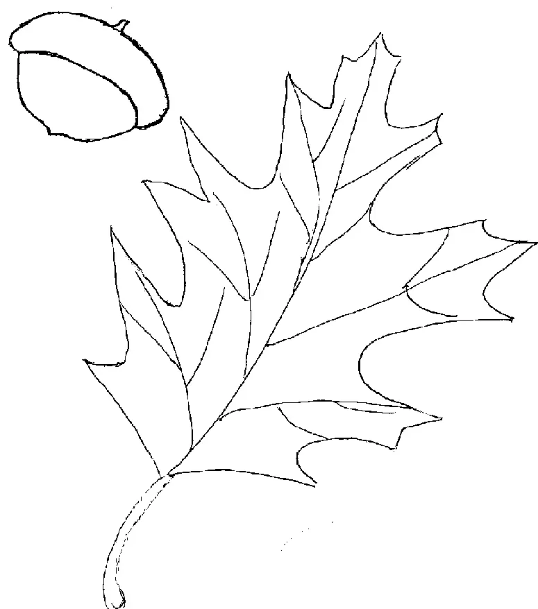Leaf Coloring Pages 16