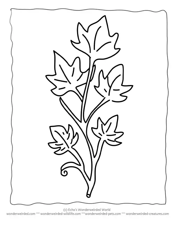 Leaf Coloring Pages 45
