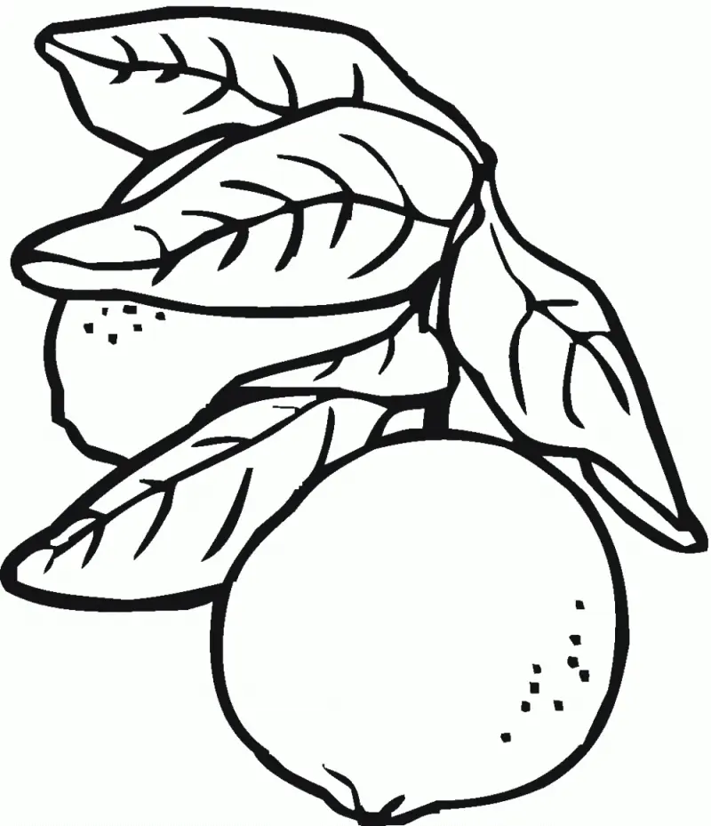 Desenhos de Limao Para Colorir 5