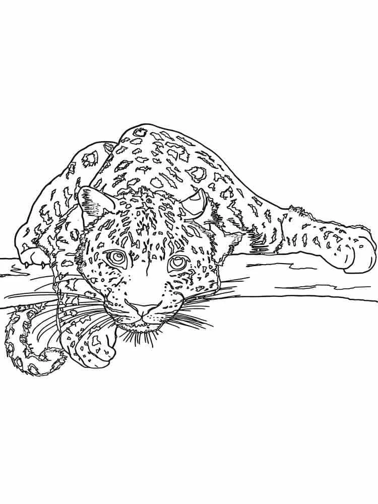 Leopardo Para Colorear 22