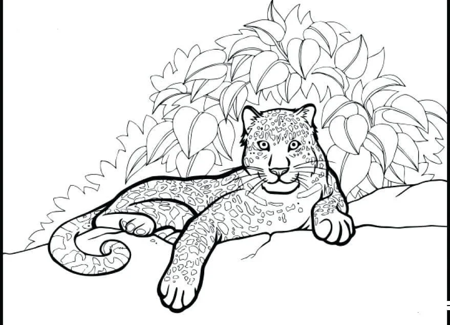 Leopardo Para Colorear 36