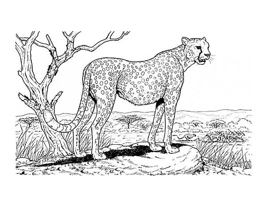Leopardo Para Colorear 79