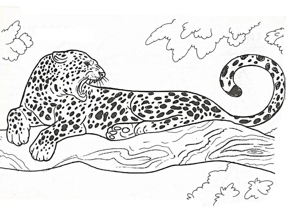 Leopardo Para Colorear 84