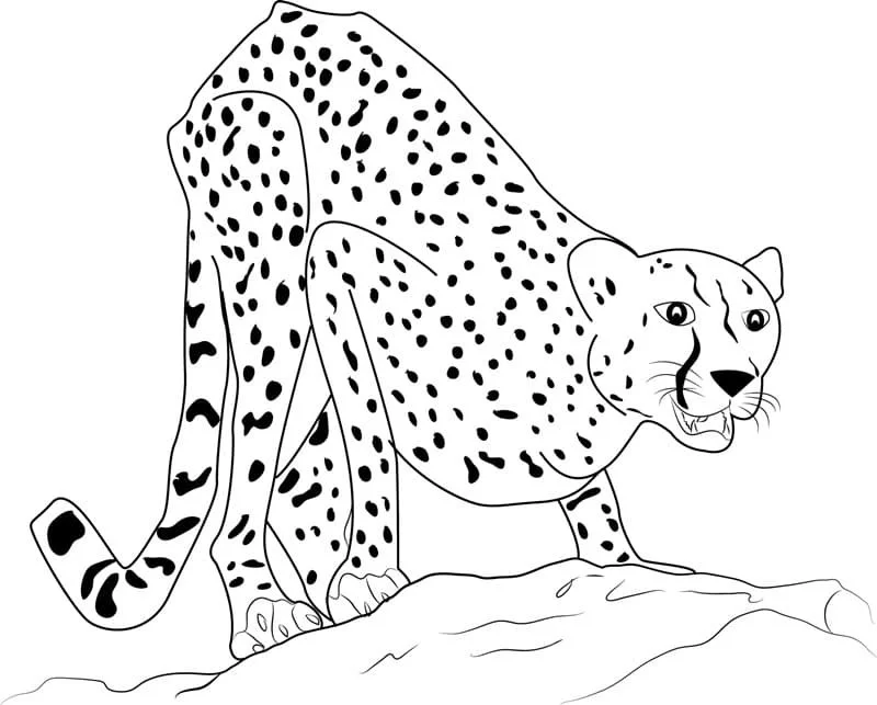 Leopardo Para Colorear 86