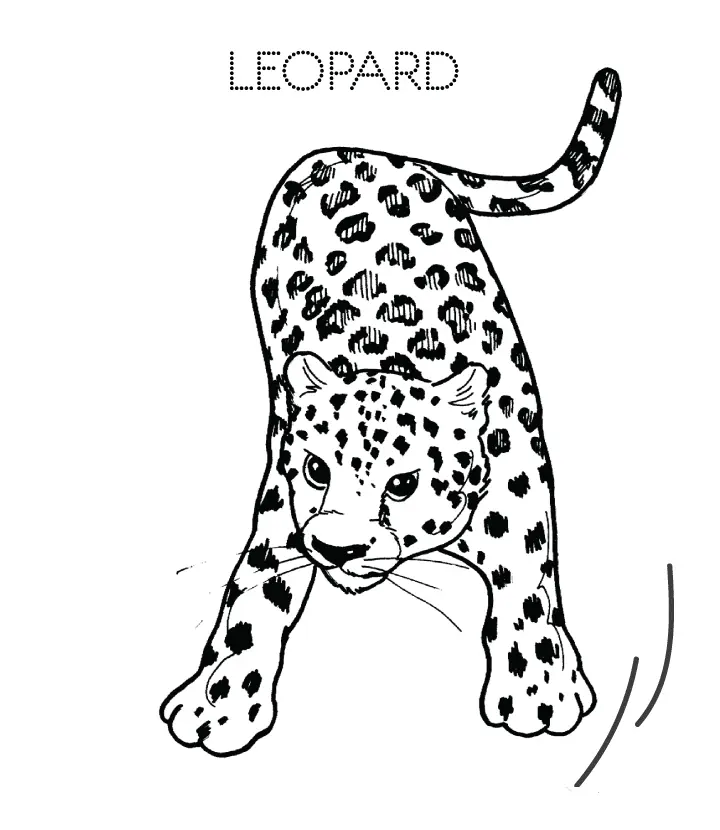 Leopardo Para Colorear 93