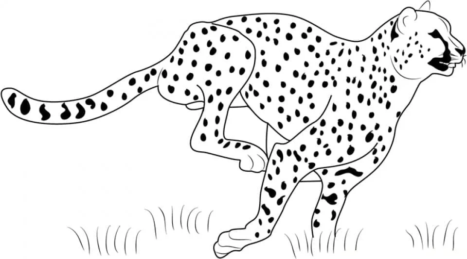 Leopardo Para Colorear 95